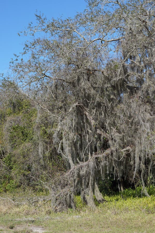 Spanish moss on tree stock photo. Image of outdoors 211853654