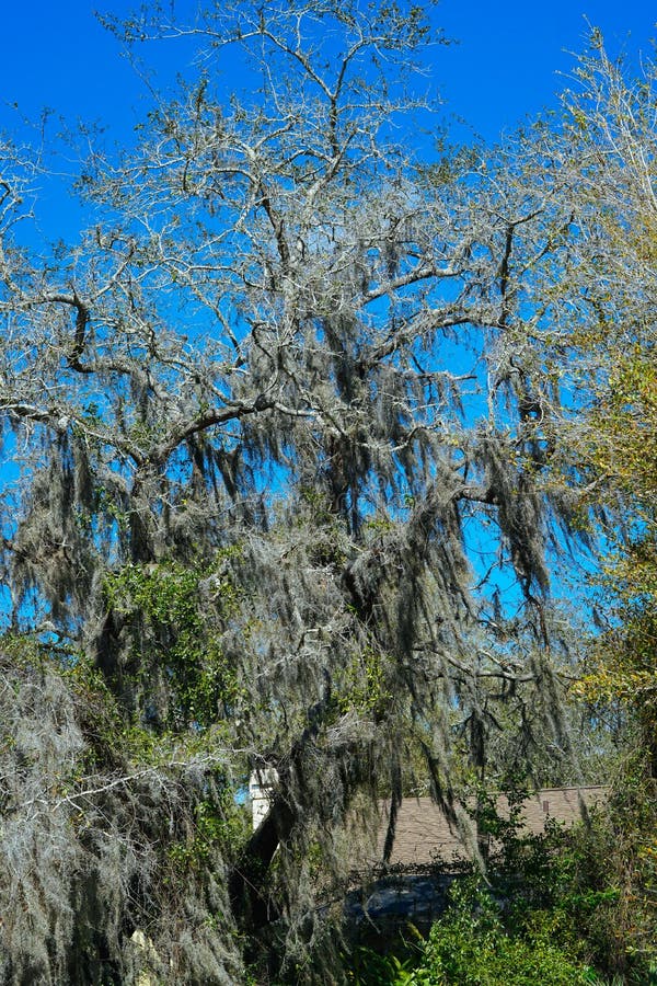 Spanish moss on tree stock image. Image of curves, horizontal 211882897
