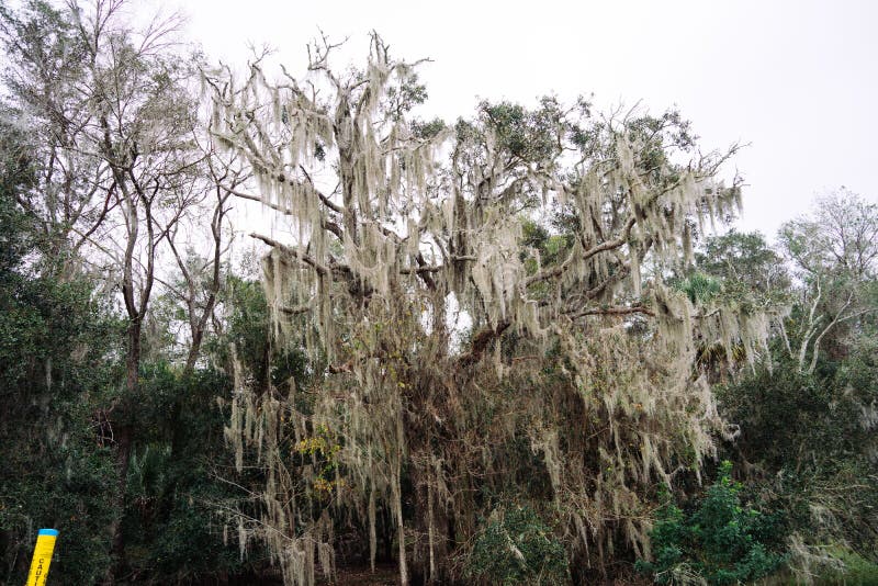 Spanish moss on tree stock photo. Image of multicolored 263769440