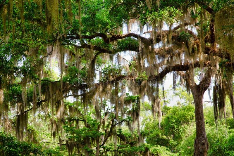 Spanish Moss in the Trees
