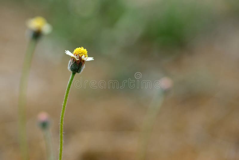 Spanish Needle Flowers in a Meadow Stock Photo Image of leaf, field