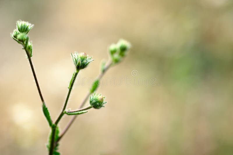 Spanish Needle Flowers in a Meadow Stock Photo Image of field, daisy