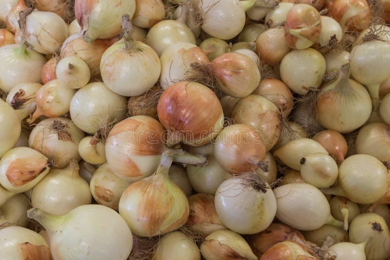 Spanish Onions stock image. Image of vegetable, agriculture 42386711