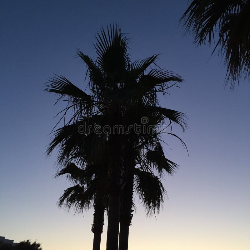 Spanish Palm Tree on Blue Sky Background Stock Photo - Image of ...