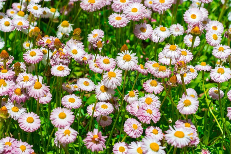 Spanish Pink Daisies stock photo. Image of leaves, fresh 4911960