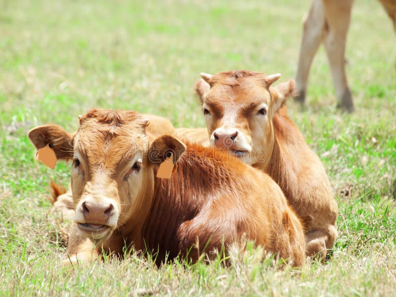 Spanish milk bull and cow stock photo. Image of spanish 25089964