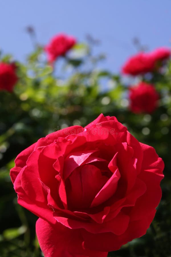 Spanish Rose stock image. Image of stem 