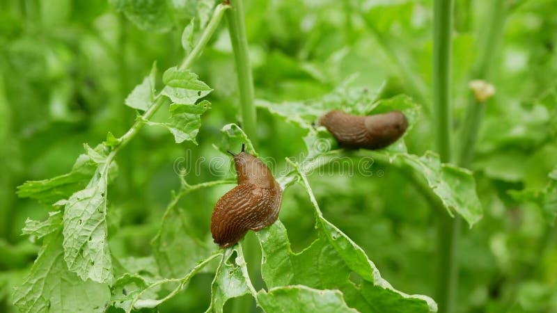 Spanish slug Arion vulgaris snail parasitizes on radish or lettuce cabbage moves garden field, eating ripe plant crops