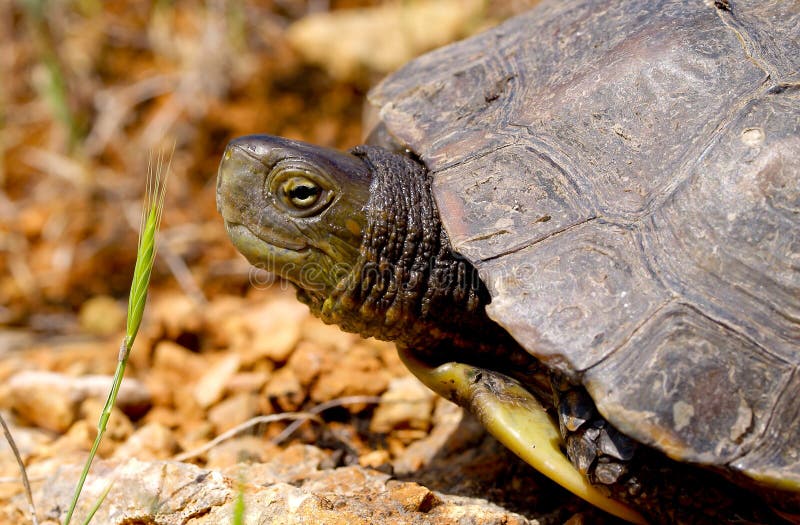 Spanish Terrapin, Mauremys Leprosa Stock Image Image of turtle, rare 202914967