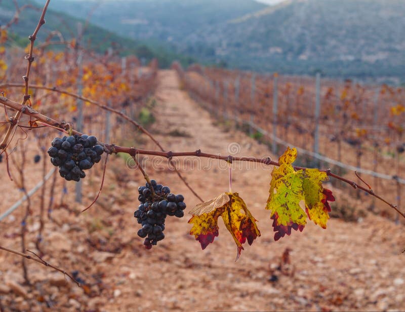 Spanish wine blue grapes stock photo. Image of growth 63541732