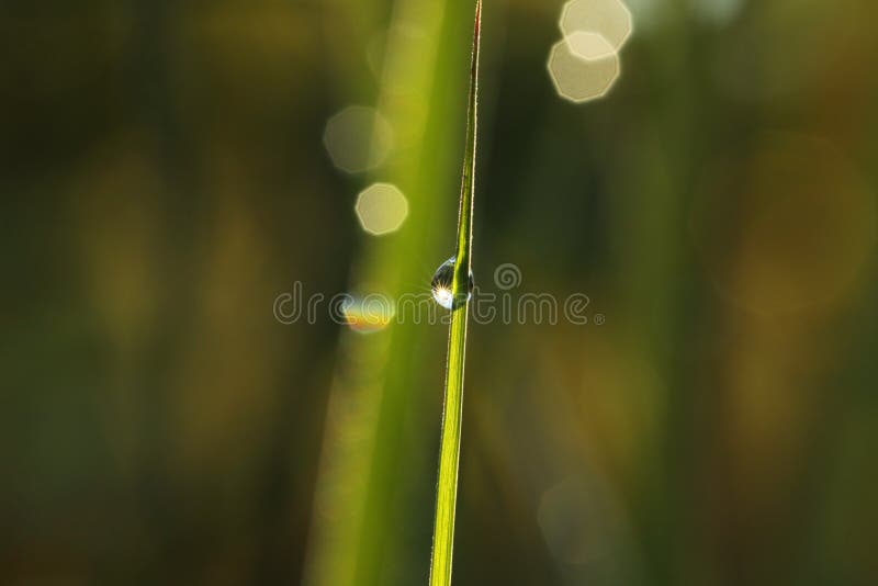 Sparkling Dew Drop