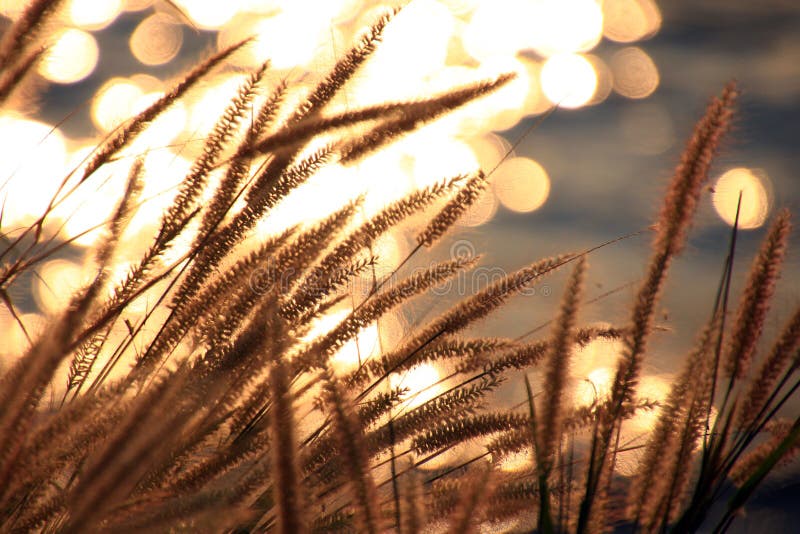 Sparkling light from the river