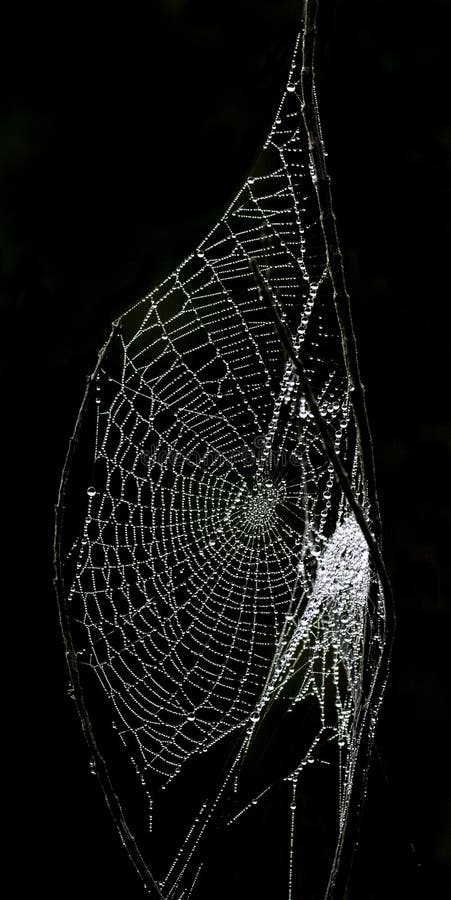 Sparkling spider web