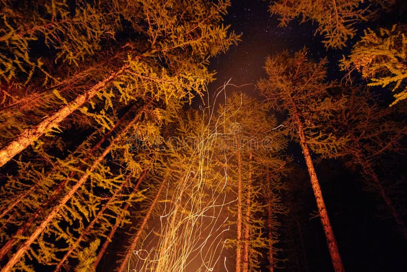 Sparks from a Bonfire Night in the Woods Flying in the Sky. Fire in the Woods Under a Starry Sky