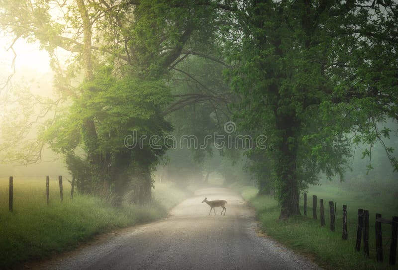 Deer crossing Cade`s Cove on a beautiful foggy sunrise morning in Tennessee.