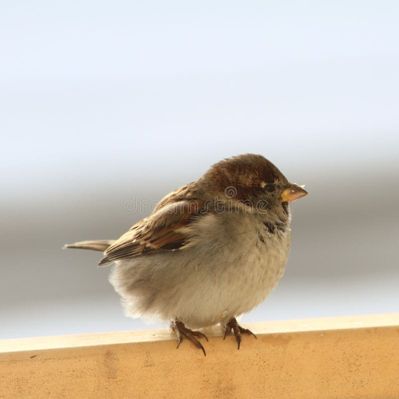 Sparrow