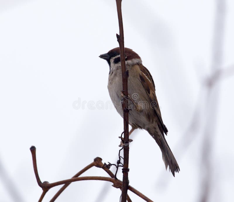 Sparrow on bare tree branches stock photos