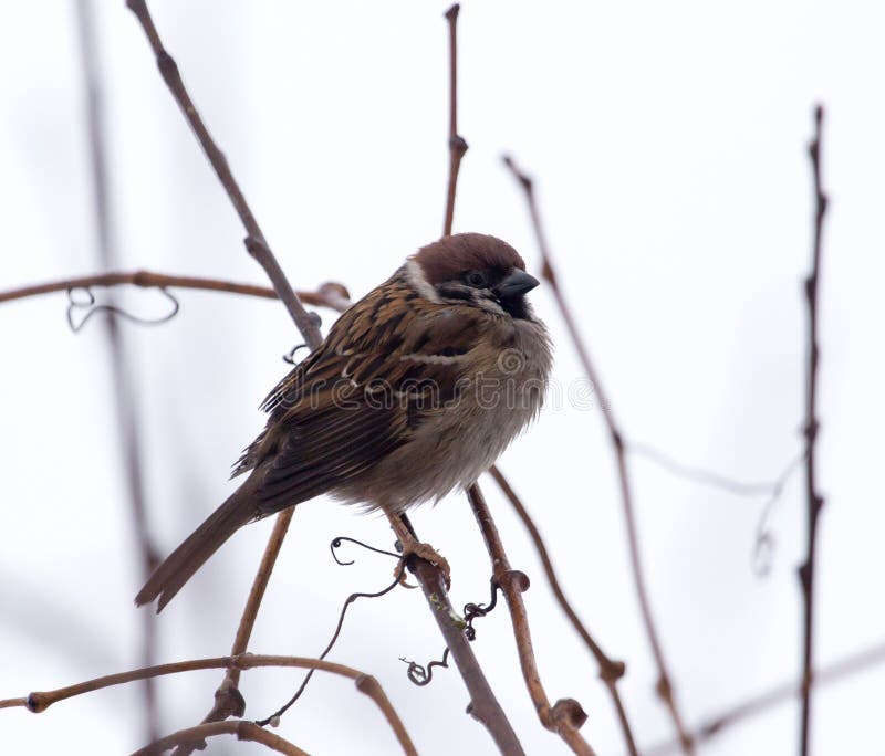 Sparrow on bare tree branches stock photos