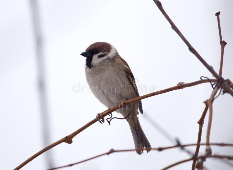 Sparrow on bare tree branches stock image