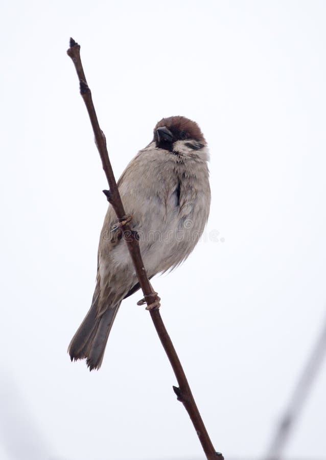 Sparrow on bare tree branches stock images