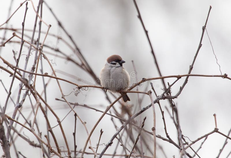 Sparrow on bare tree branches stock images