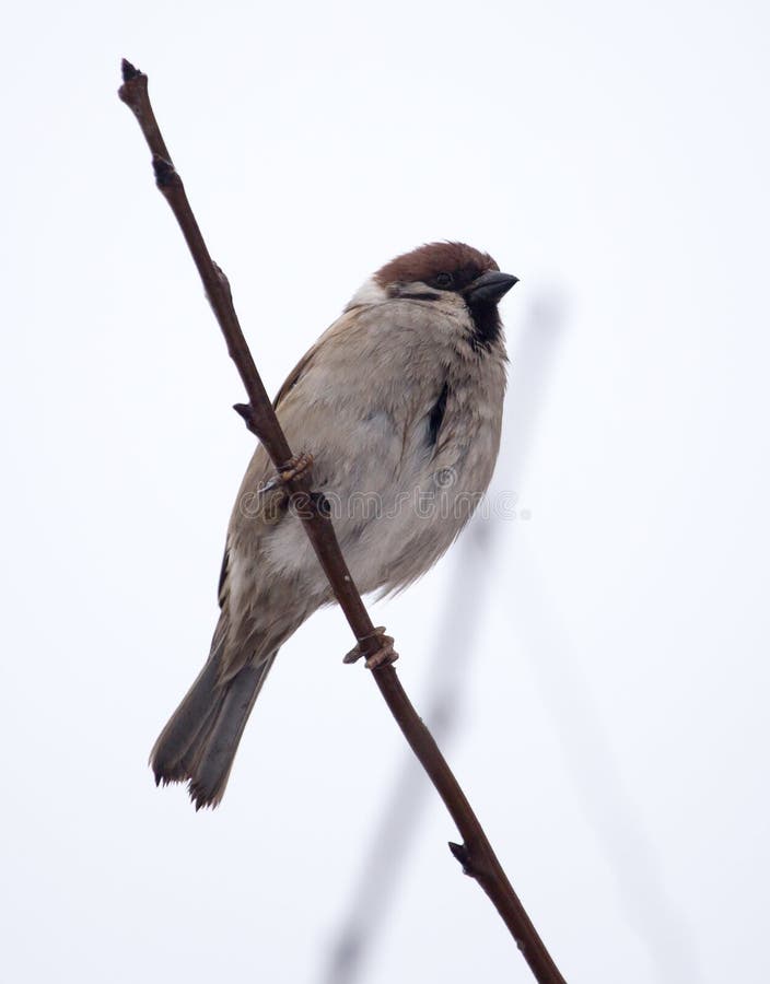 Sparrow on bare tree branches royalty free stock images
