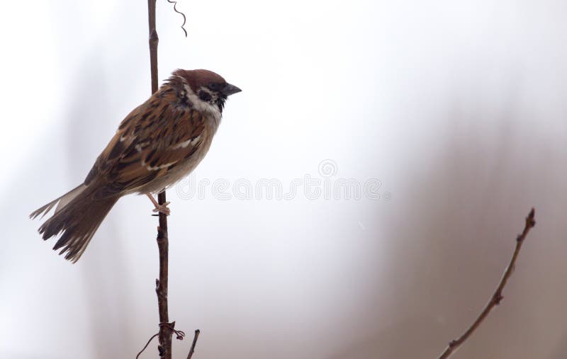 Sparrow on bare tree branches royalty free stock image
