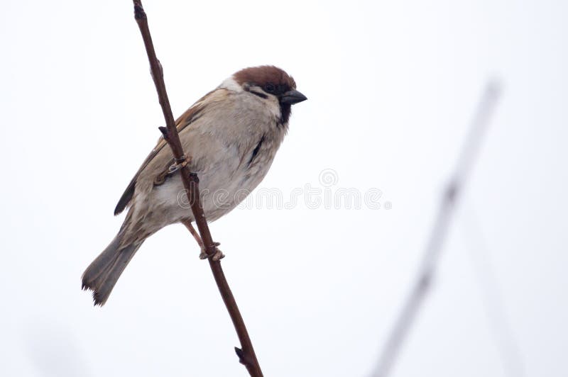 Sparrow on bare tree branches stock photos
