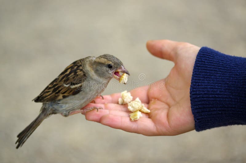 Sparrow Bird Eating Bread from Outstretched Hand Stock Photo Image of