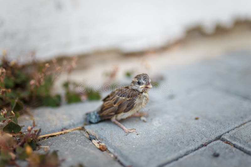 wallpapers Baby Bird Learning To Fly Gif dreamstime com