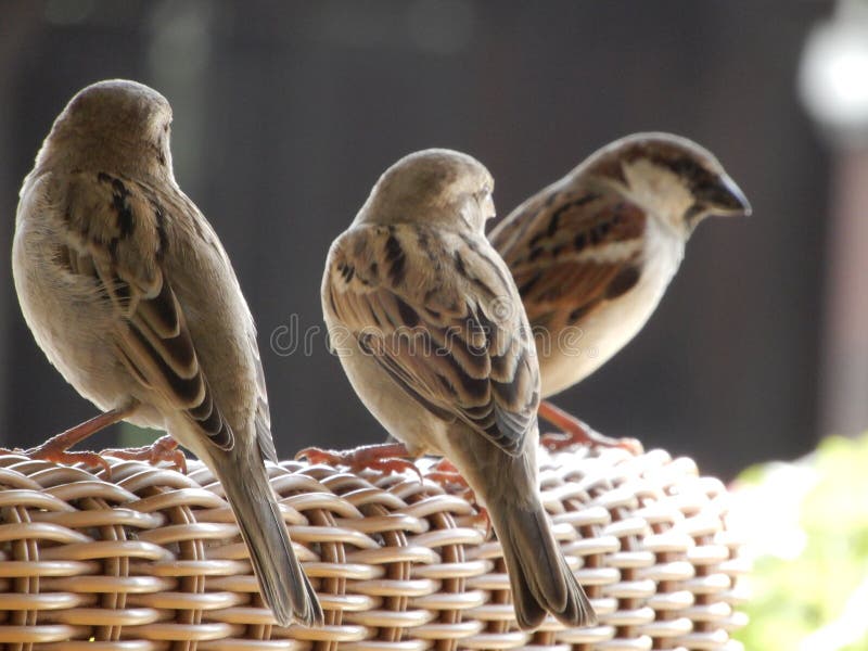 Sparrows looks right way for foods .