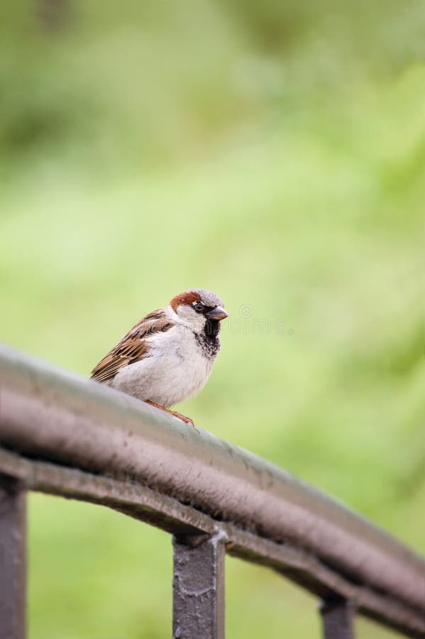 Sparrow Bird (Passer domesticus) On Bridge Rail, Closeup. Sparrow Bird (Passer domesticus) On Bridge Rail, Closeup