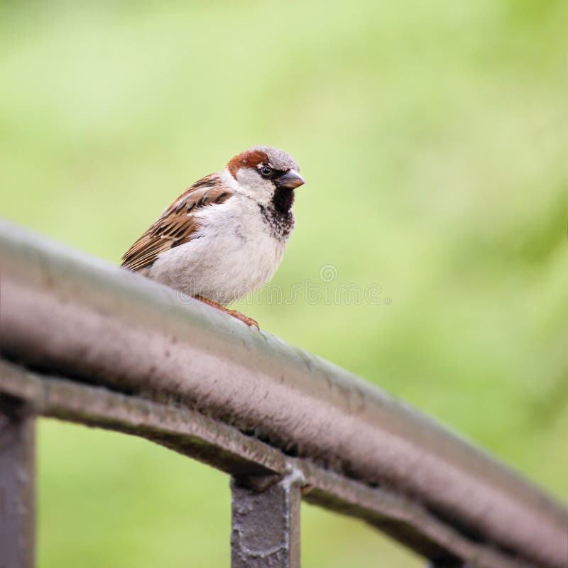 Sparrow Bird Passer domesticus On Bridge Rail Large Detailed Closeup, Gentle Bokeh. Sparrow Bird Passer domesticus On Bridge Rail Large Detailed Closeup, Gentle Bokeh