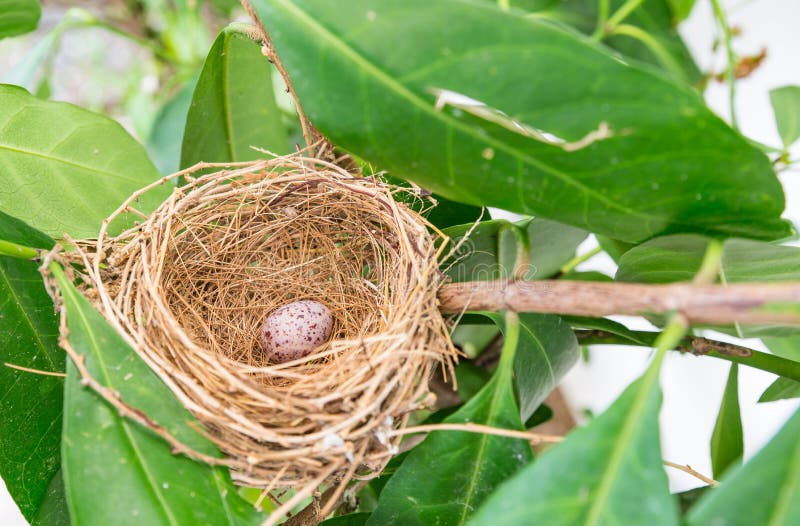 Sparrow bird s egg in nest