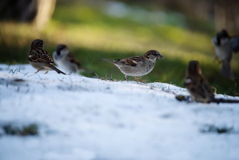 Sparrow Birds in a Spring Meadow Eat Grains. Stock Photo Image of wing, small 268913946
