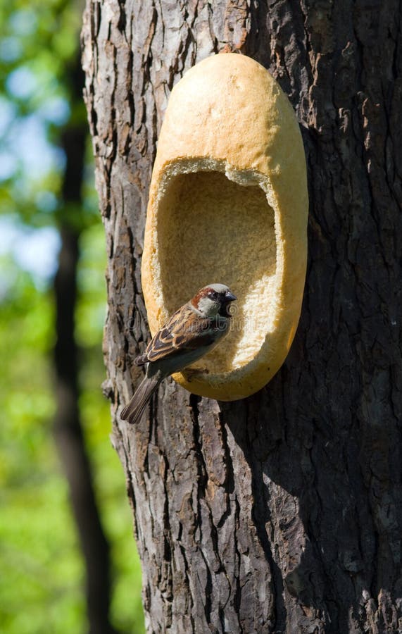 Sparrow and bread