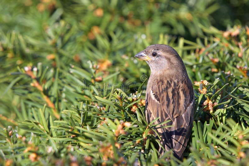 Sparrow on the bush