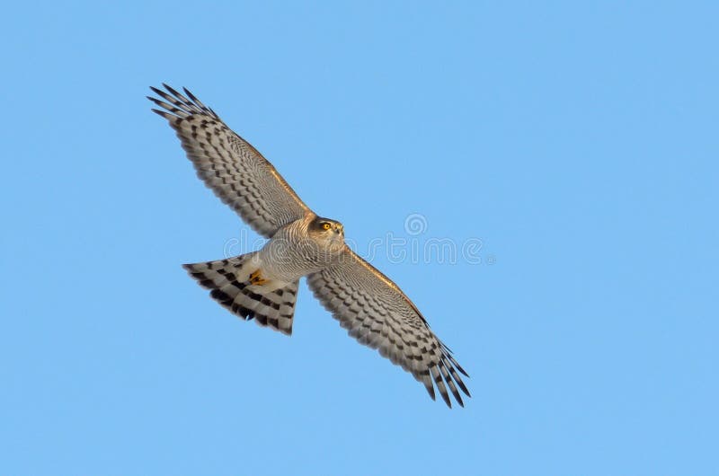 Sparrow hawk (accipiter nisus)