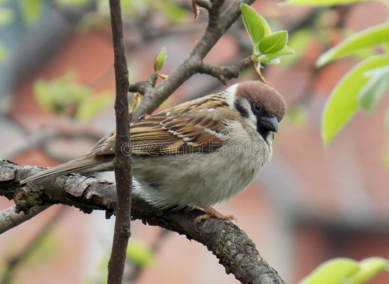 Sparrow stock photography