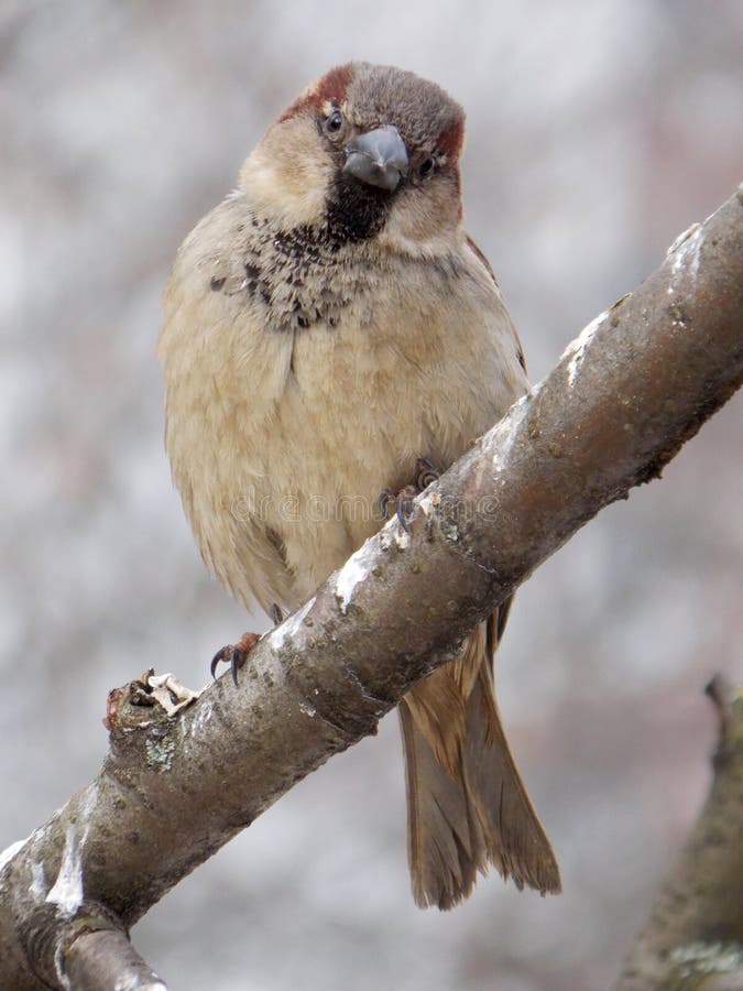Sparrow royalty free stock image