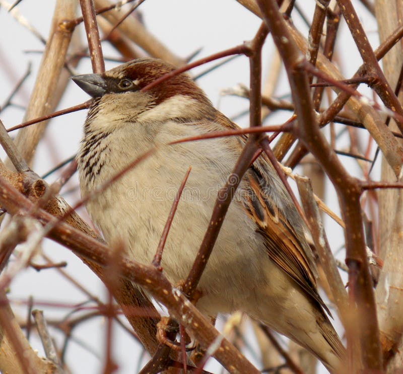 Sparrow royalty free stock photography