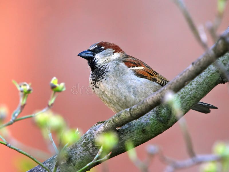 Sparrow over pink background