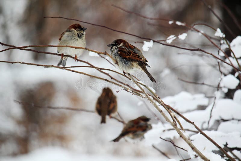 A sparrow in a park during winter season, Moscow