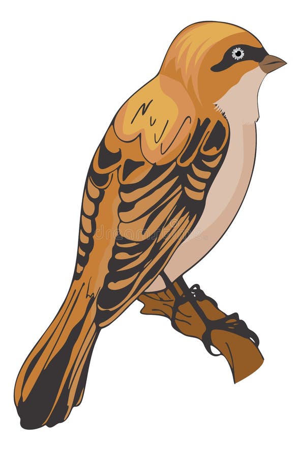 Sparrow or Passeridae, illustration royalty free illustration