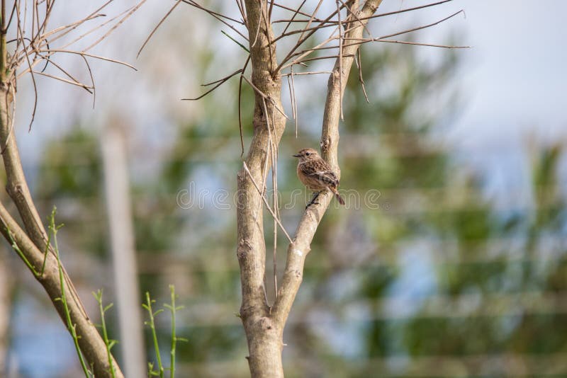 Sparrow resting on a branch of a tree resting on a branch of a tree