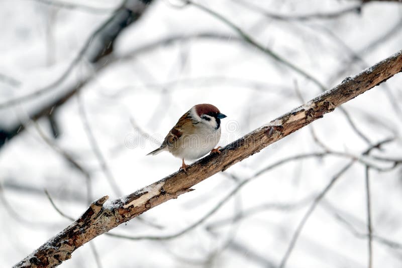 Sparrow sits on a branch in winter wood