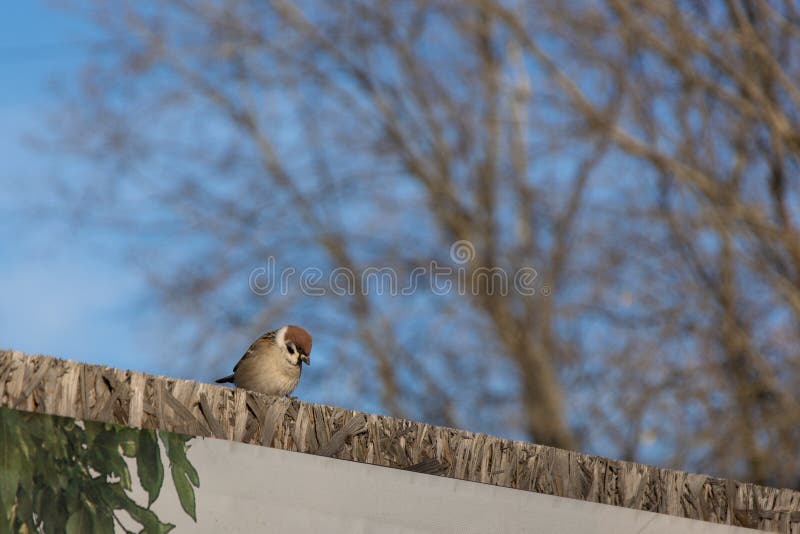 Sparrow sitting on the edge of wooden fence with blue sky in the background