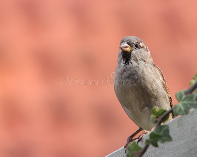 Sparrow sitting a fence