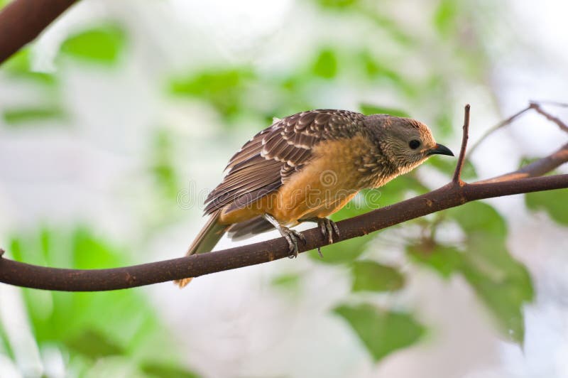 Sparrow on tree