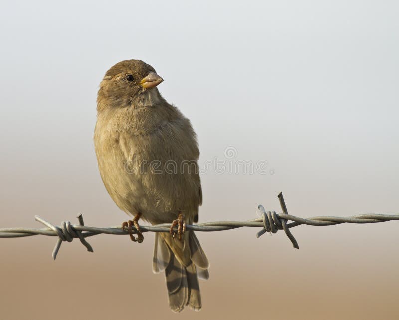 Sparrow on Wire